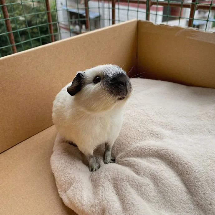 黑芝麻汤团荷兰猪,无敌可爱像瓦莱黑鼻羊!