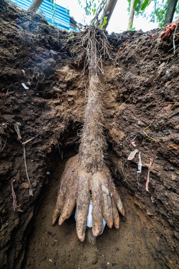 温岭老人首次种出单株巨型山药 单株重达51斤