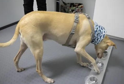 图说：工作人员在训练狗识别新冠病毒。图片来源：欧洲时报网