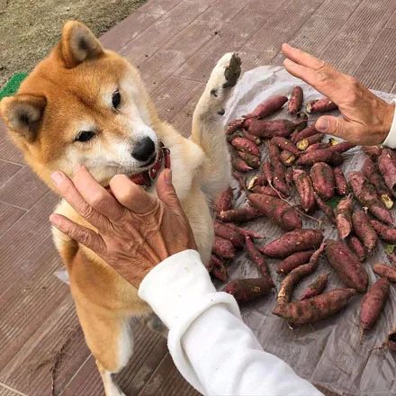 红薯|狗子|主人_新浪新闻