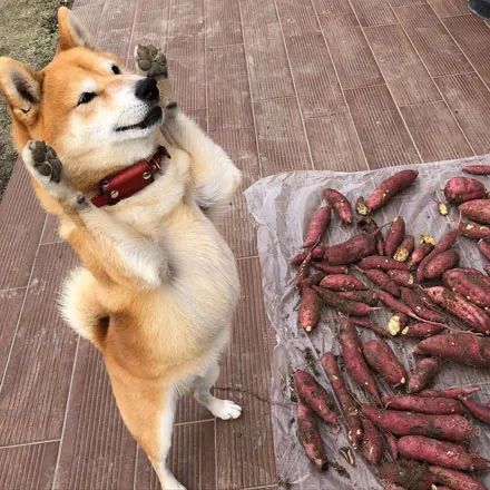 网友挖了一堆红薯回家 狗子看到之后可开心了