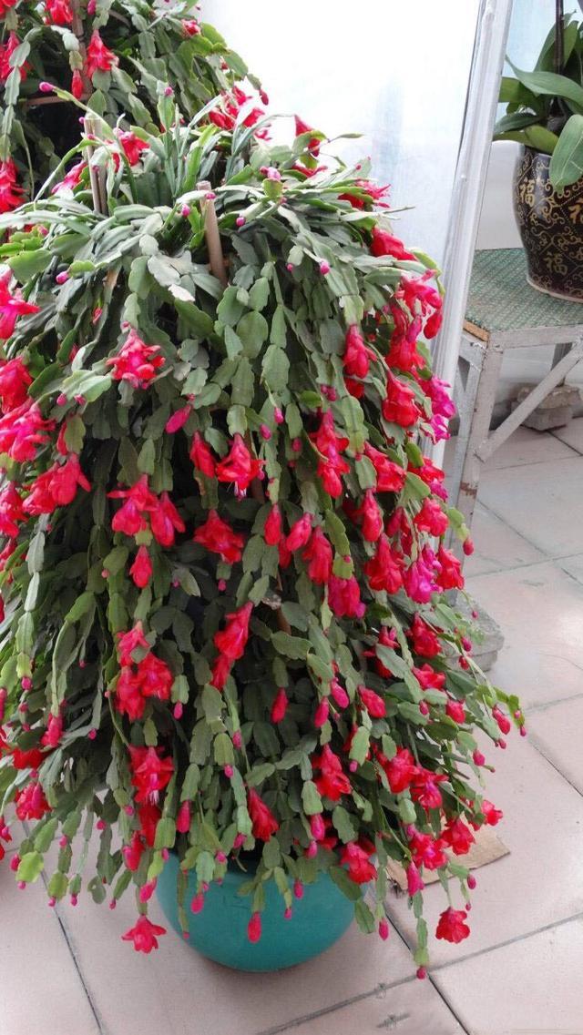 到了蟹爪兰的花期时,是否需要施肥,该如何养护第一,就是在生长期施肥