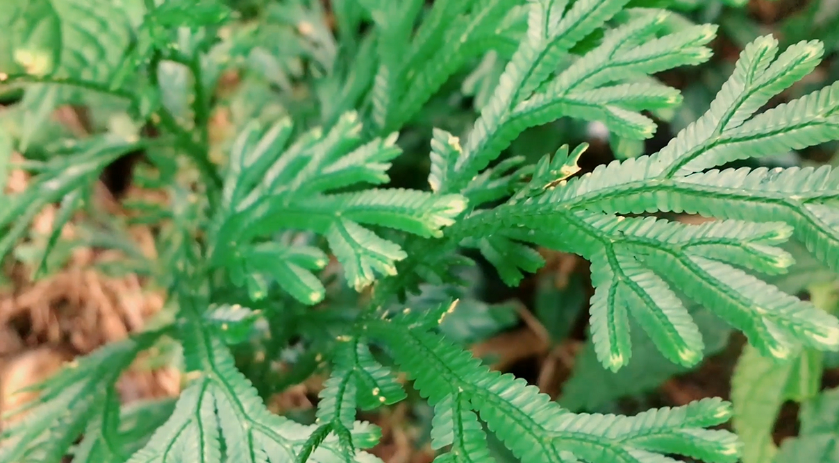 农村常见的"还魂草",以前不值钱当柴火烧,现在却成了稀罕物