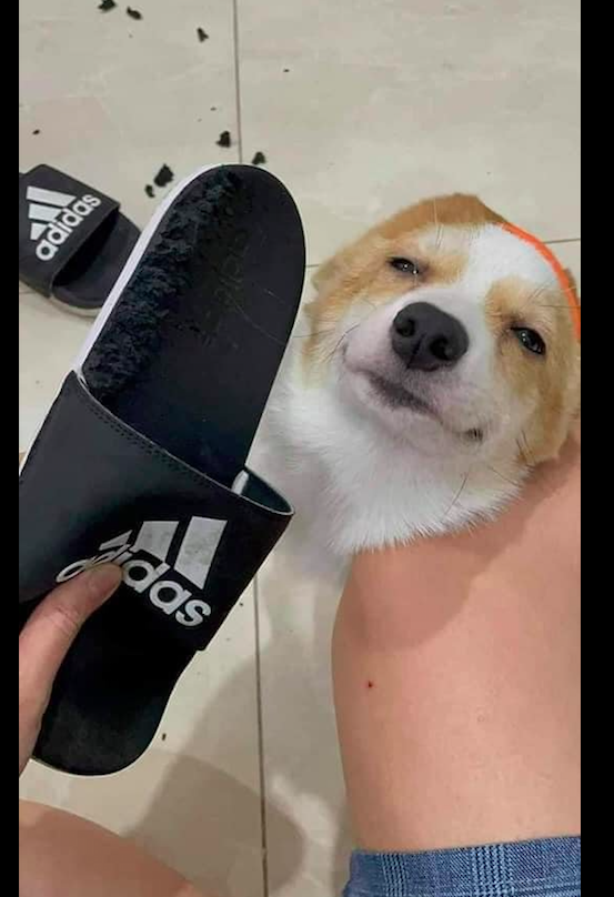 柯基把主人拖鞋咬烂了,表情还特别傲慢,狗:我能有什么坏心思呢