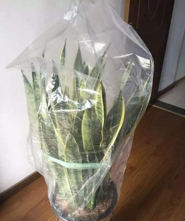 生活中的塑料袋有大用处,用来养花有3个好处,安全过冬促进生长