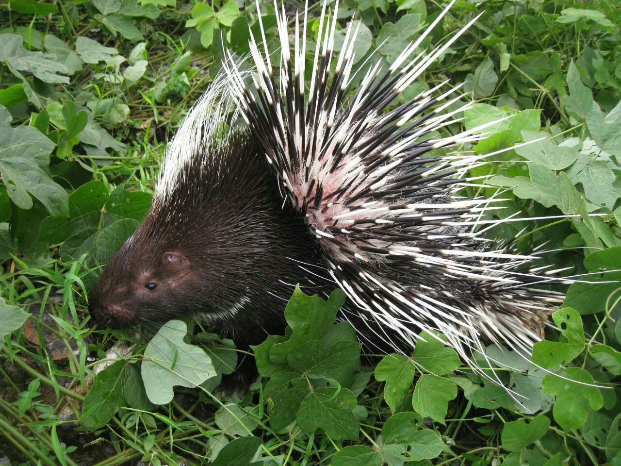 狮子都不敢轻易招惹的豪猪到底有多可怕