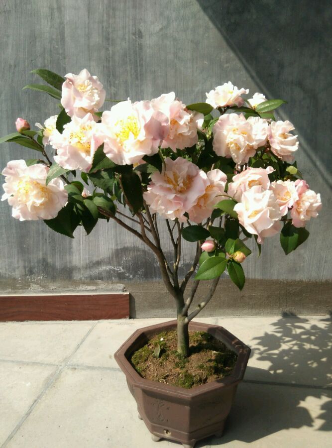 香味最浓烈的茶花漂亮似牡丹一卉能熏一室香