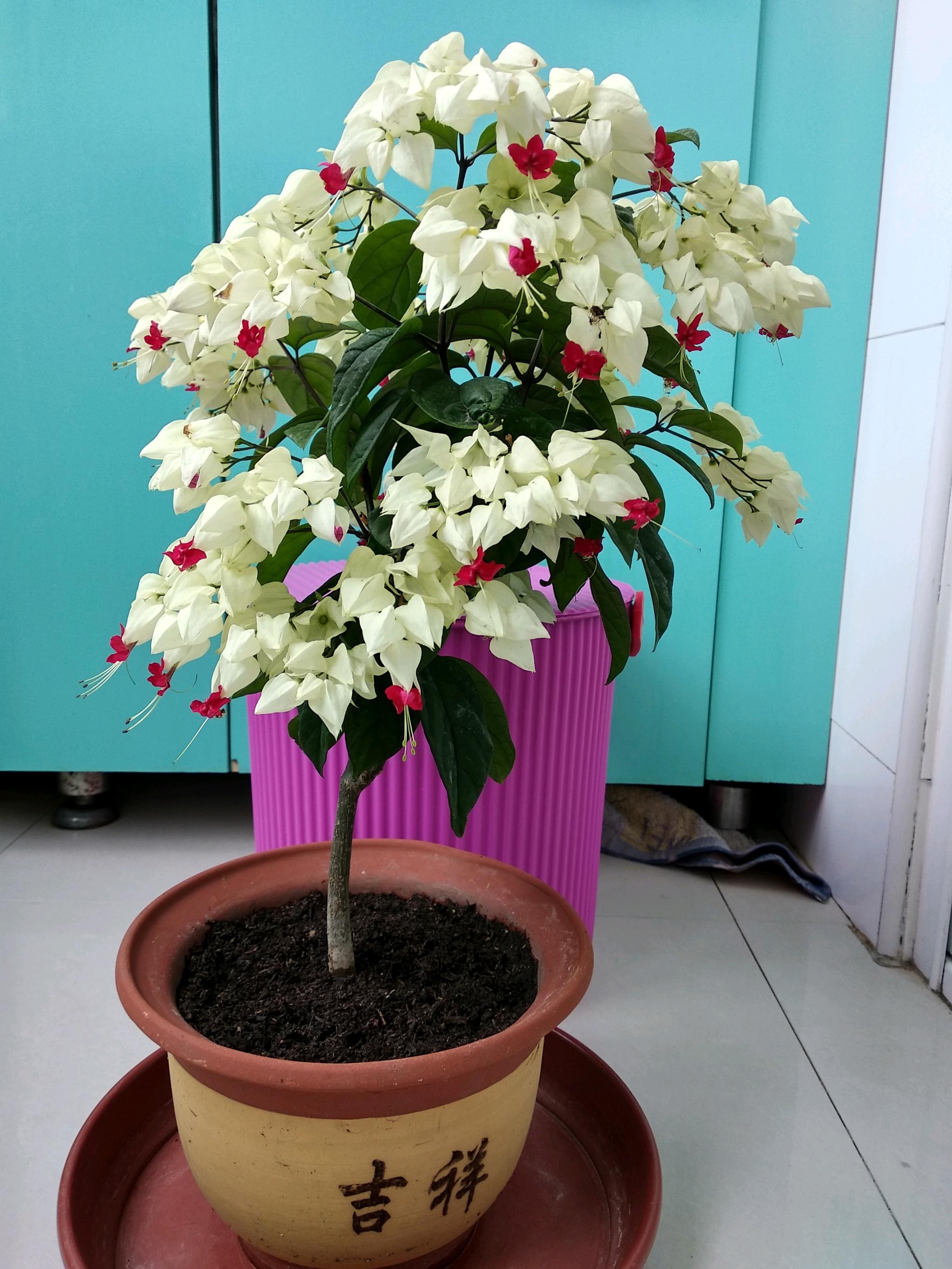 龙吐珠|花型|光照_新浪新闻