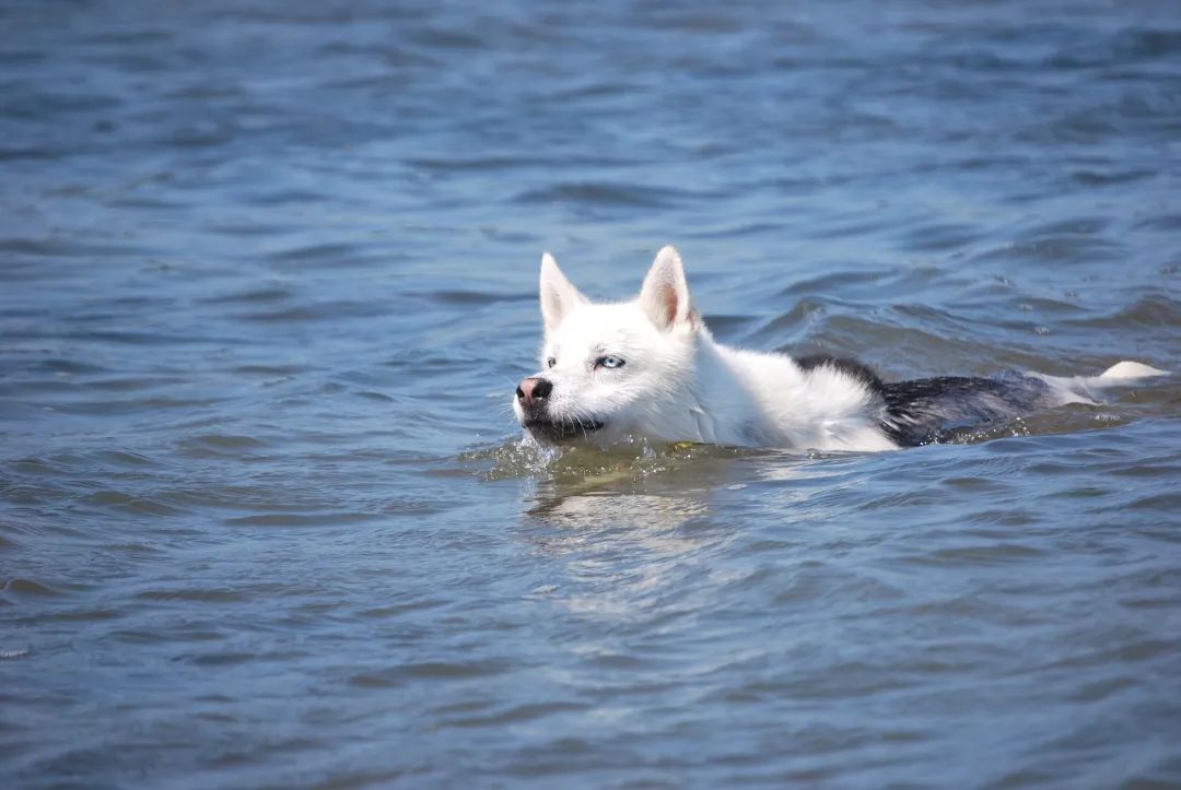 从狗的泳姿中学到狗刨式游泳。图：Pixabay
