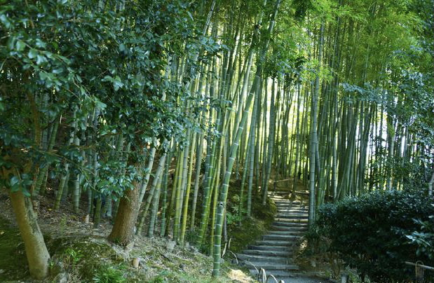 竹子是井冈山人的宝