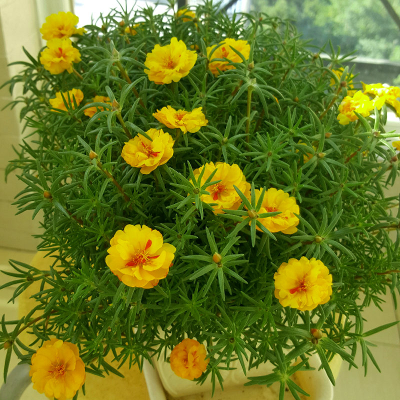 夏季养花首选丢土里就能活天气越热花开越美