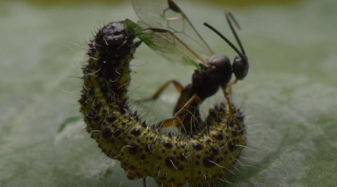 寄生蜂在毛毛虫体内产卵繁殖后代 寄生蜂在毛毛虫体内产卵繁殖后代