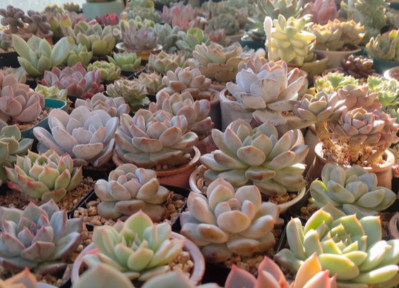 冬天飘雪,养冬型种多肉,日常安排好这几点,植株越长越肥