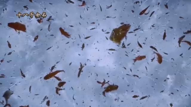 在世界众多怪雨中,要数鱼雨为数最多……_新浪新闻