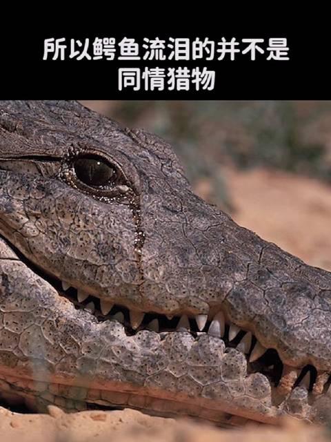 为什么鳄鱼在吃猎物的时候会流眼泪?……