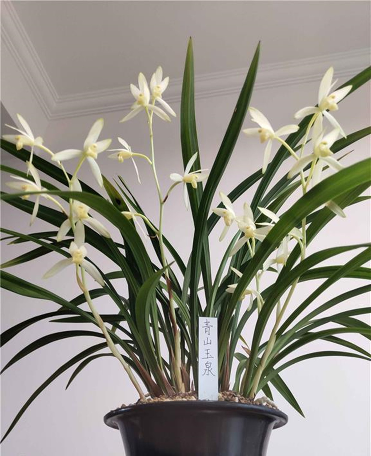 冬季养兰,首选"青山玉泉",花色高雅,香味持久!