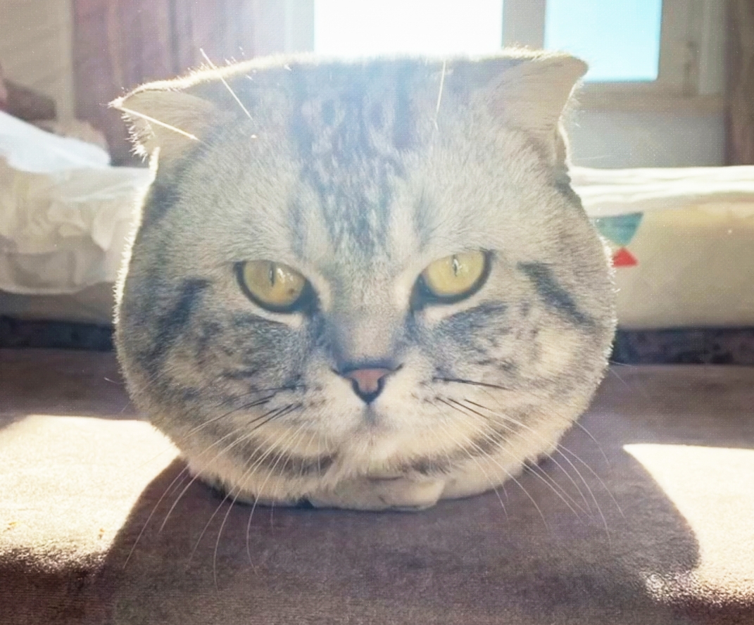 地毯上长出一颗没有身子的大猫头铲屎官一句话众人笑喷