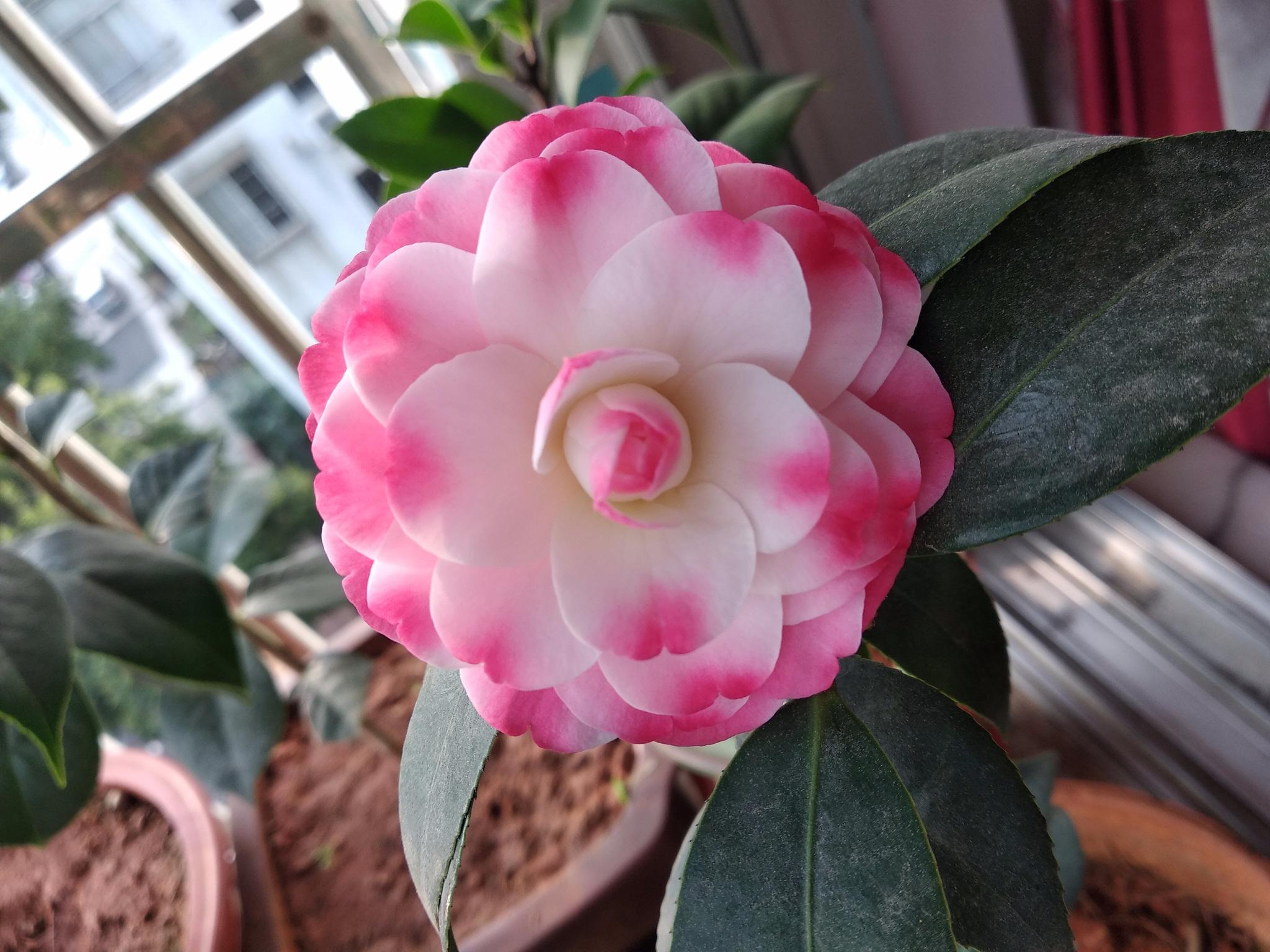 山茶花迷茫的春天花朵又仙又美好养易打理