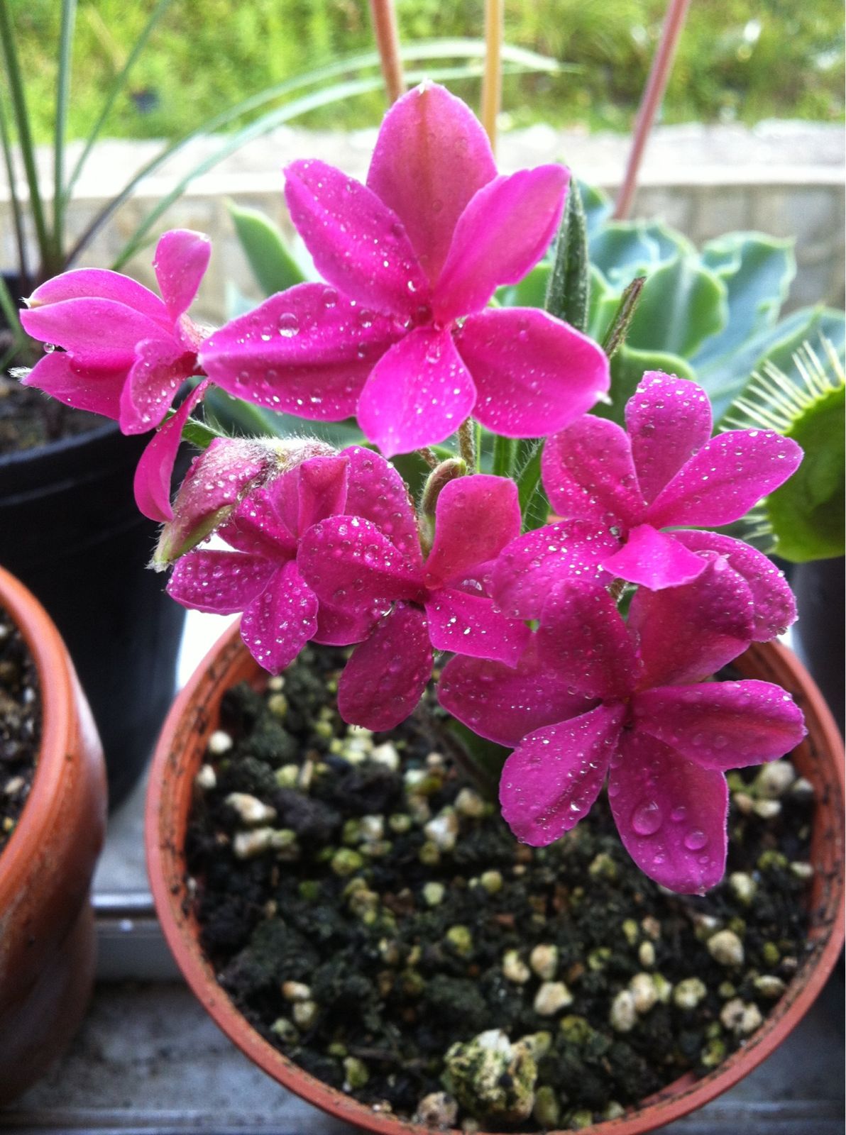 此"网红"盆栽花,色彩小清新,花型萌萌哒,栽培容易!