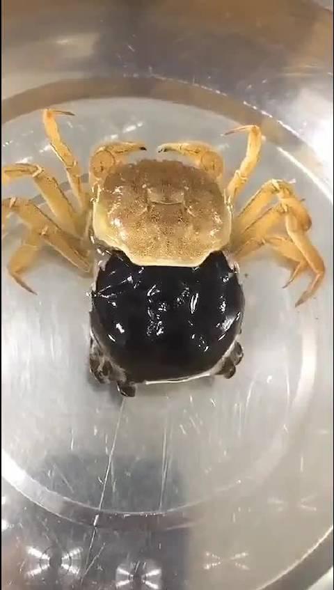 哇第一次见到螃蟹蜕壳_手机新浪网
