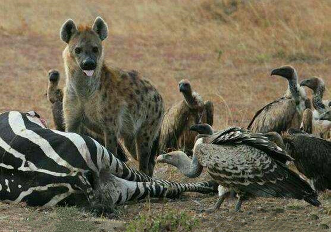 鬣狗在吃腐食的时候为什么不捕食旁边秃鹫仅仅是驱赶一下