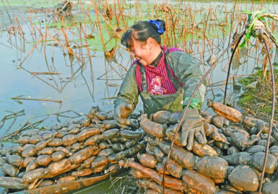 职业挖藕人泥潭掘金