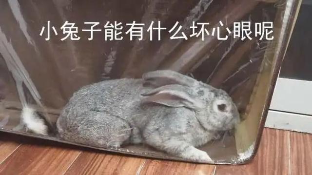 闯进家里的“不速之客”吓坏杭州男子！警察进门一看，乐了休闲区蓝鸢梦想 - Www.slyday.coM