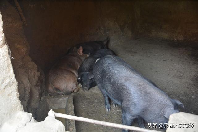 猪圈里,是本地的黑猪,竟然有几只棕色的小猪躺在地上打着呼噜,大小一