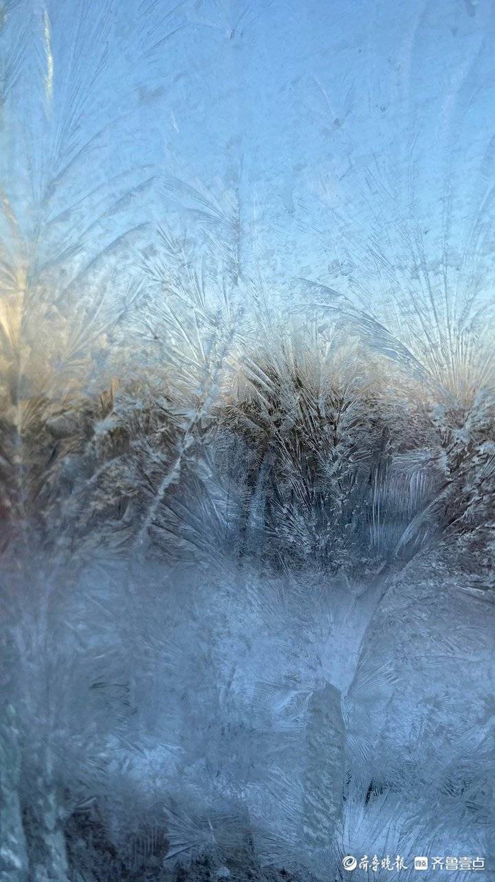 情报站|千姿百态妙趣天成!玻璃窗上盛开的"冰花"美极了
