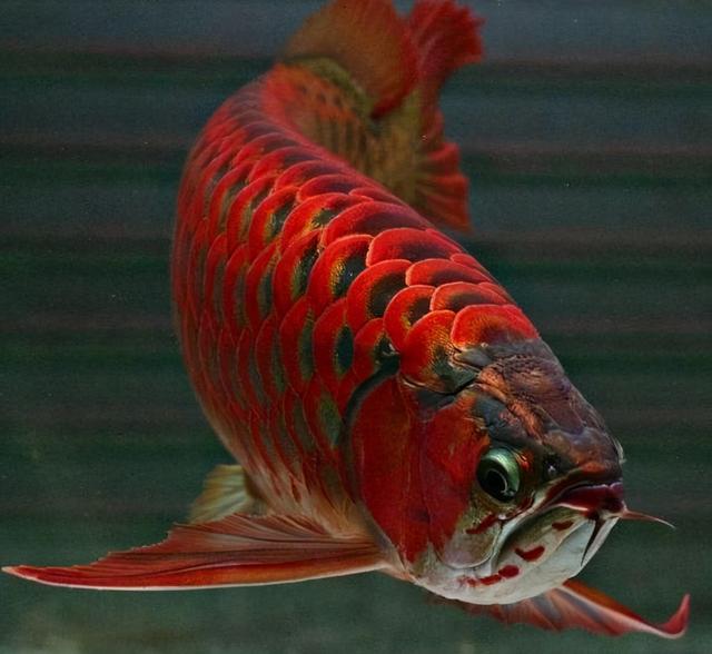 鱼友比较喜欢饲养的风水鱼都有哪些品种关键是名字好和寓意好