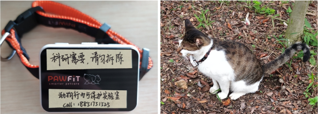 所以总的来说在中国流浪猫每年捕杀的野生动物是以百亿为单位的李忠秋