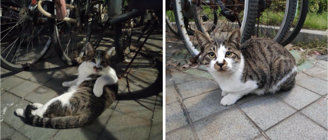 所以总的来说在中国流浪猫每年捕杀的野生动物是以百亿为单位的李忠秋