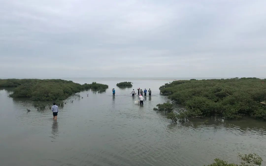 ▲当地村民从红树林之间穿过，前去赶海。新京报记者 吴娇颖 摄