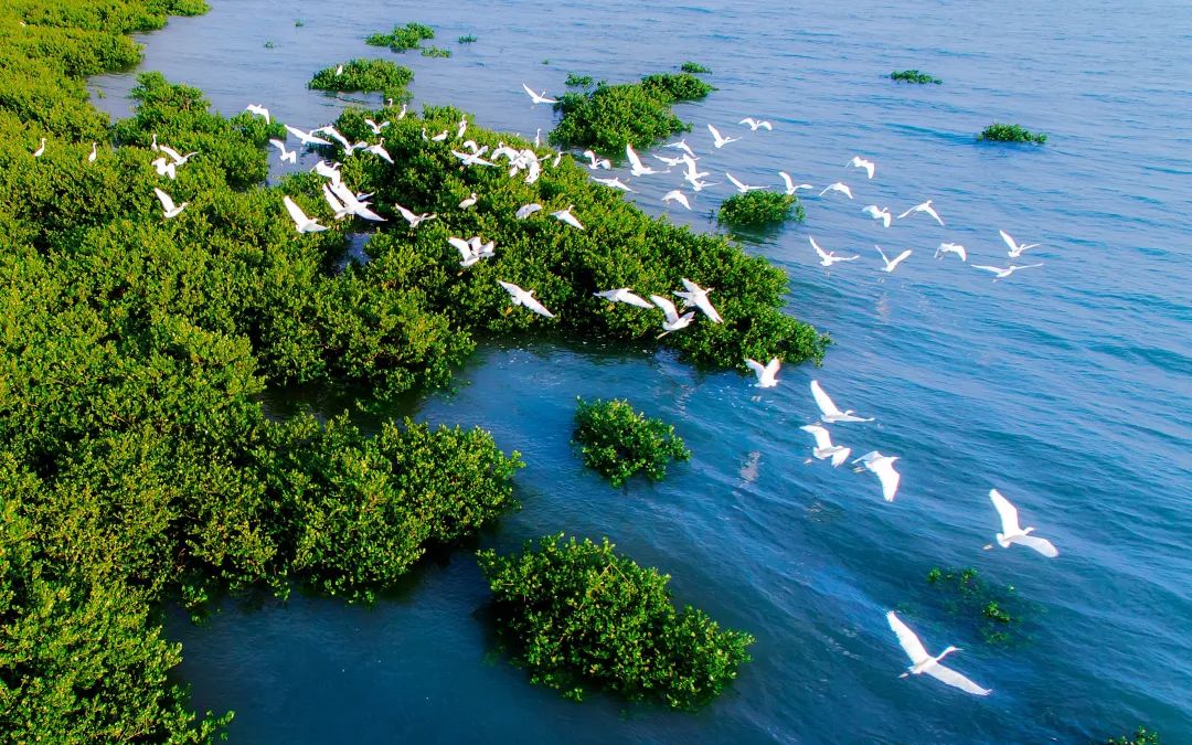▲北海金海湾红树林生态保护区，飞鸟成群。受访者供图