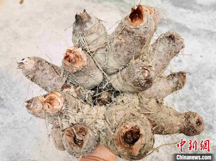 广东侨乡台山鸡爪芋中的家乡味道