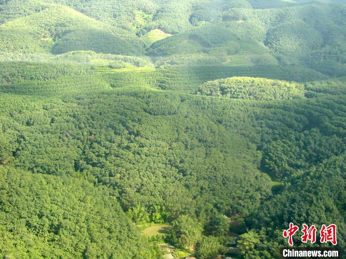 图为航拍海南中西部橡胶林.中国热带农业科学院橡胶研究所供图