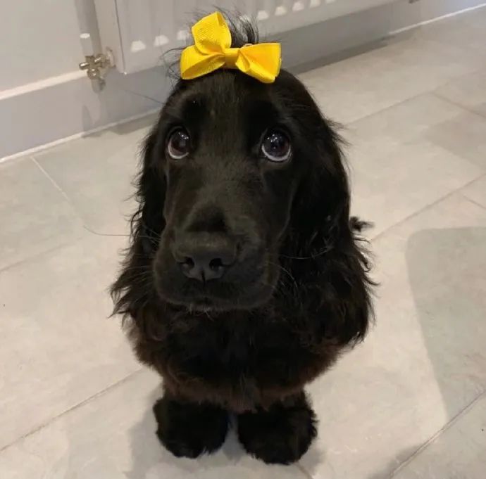 绝美惊艳的黑色小狗狗!