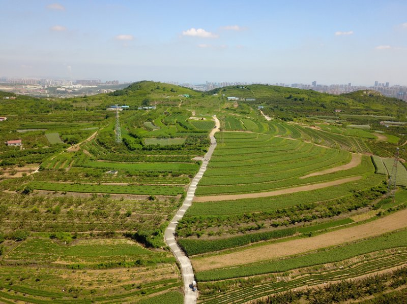 十天流转土地400亩看烟台这个小山村如何实现大变化