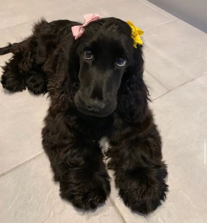 狗狗版黑珍珠.这也太美了吧!