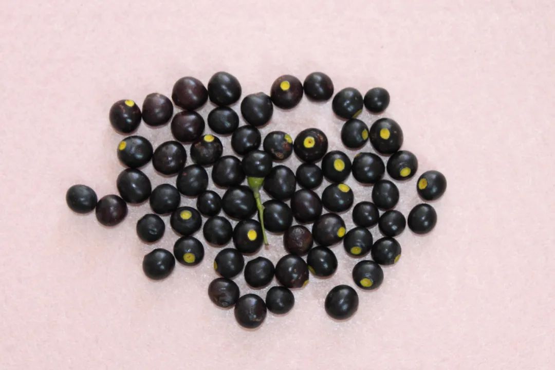 丝光椋鸟特喜欢吃樟树果实.吃完之后,可怕的事情来了.