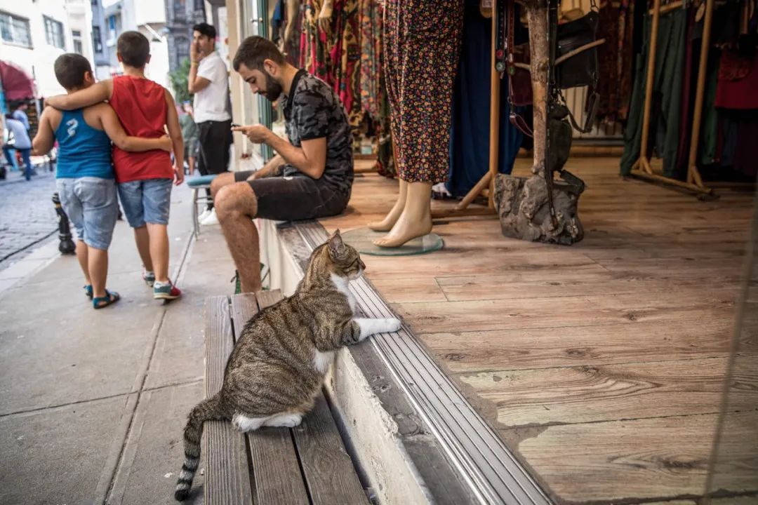 土耳其人老猫奴了