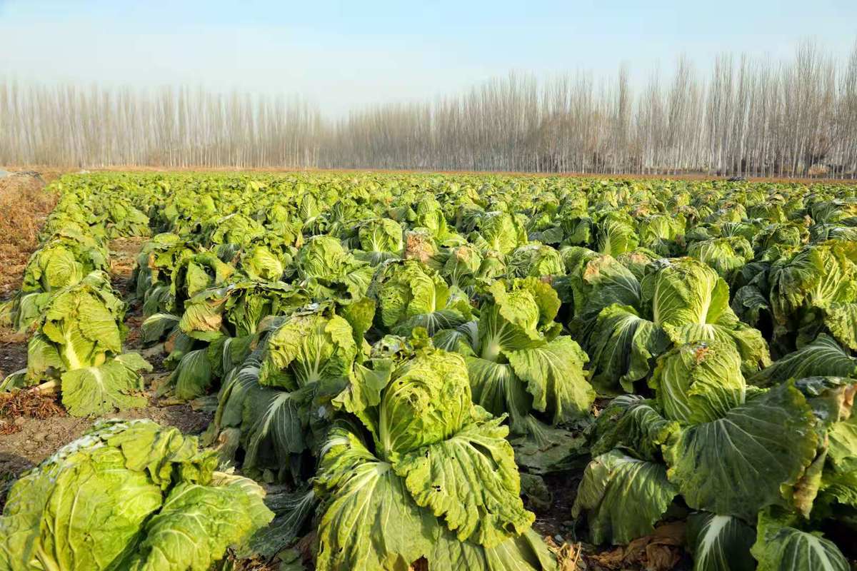 白菜丰收冬储进行时