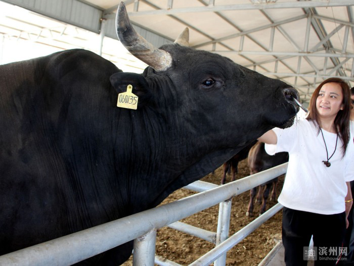 牛!无棣渤海黑牛在首届中国牛优质牛肉品鉴大会上夺冠