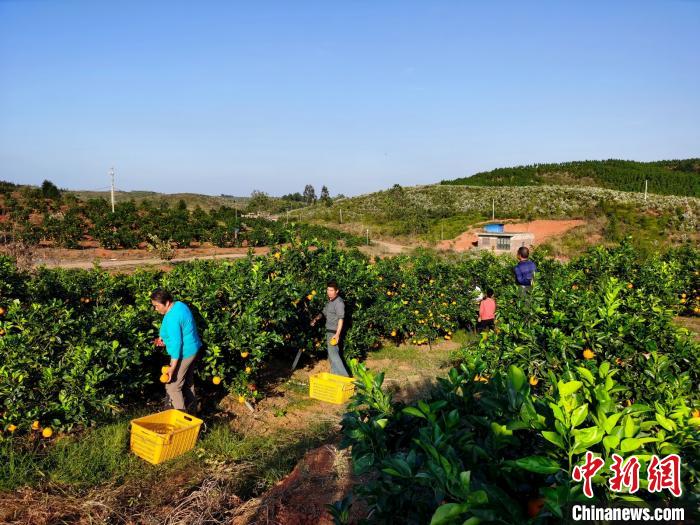 果农在采摘脐橙.道县宣传部供图