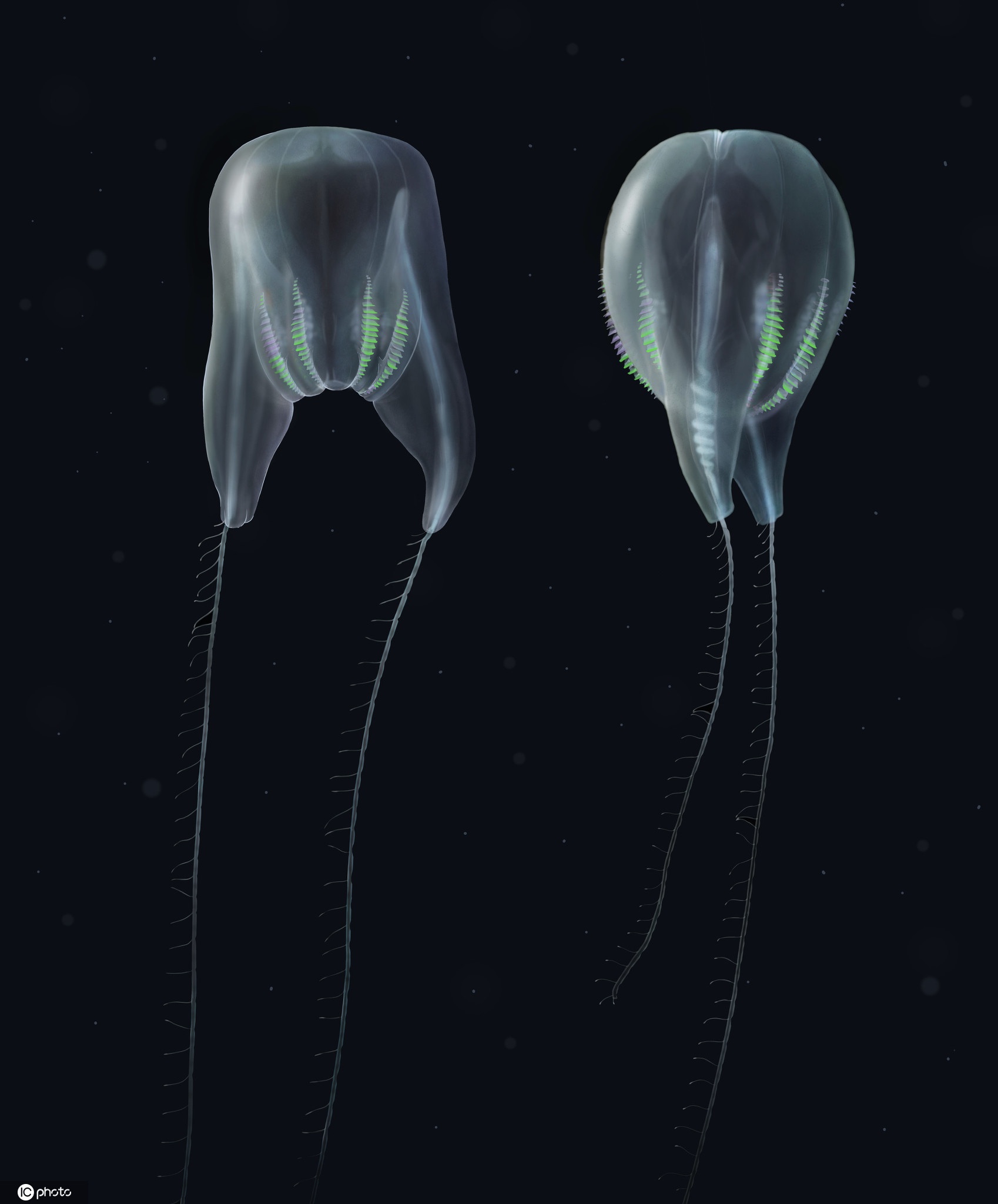 科学家发现海洋新物种全透明水母02在海底最深处
