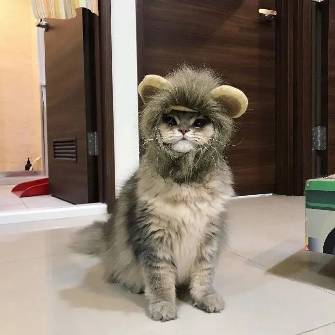 给猫买了个狮子头套戴起来很威风可另一同伴直接炸毛了