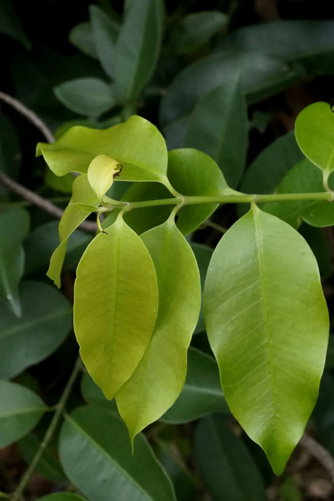 山里看见橙子就想吃小心被夹