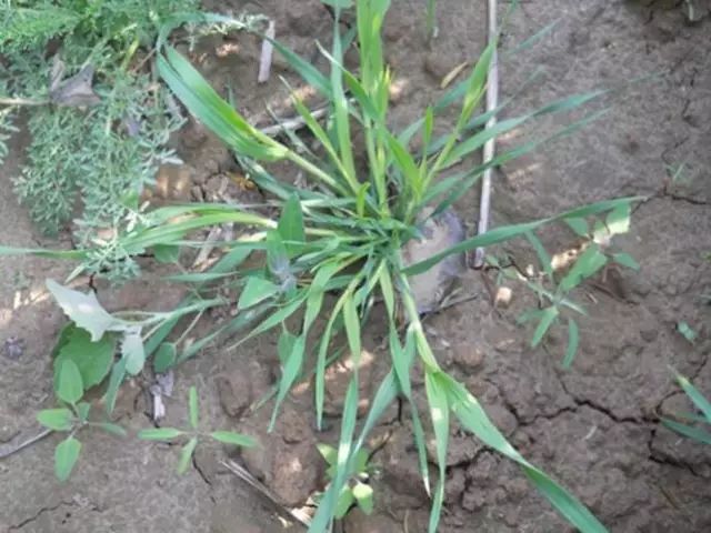 雀麦野燕麦节节麦混在麦田是祸害怎么除掉这样最有效