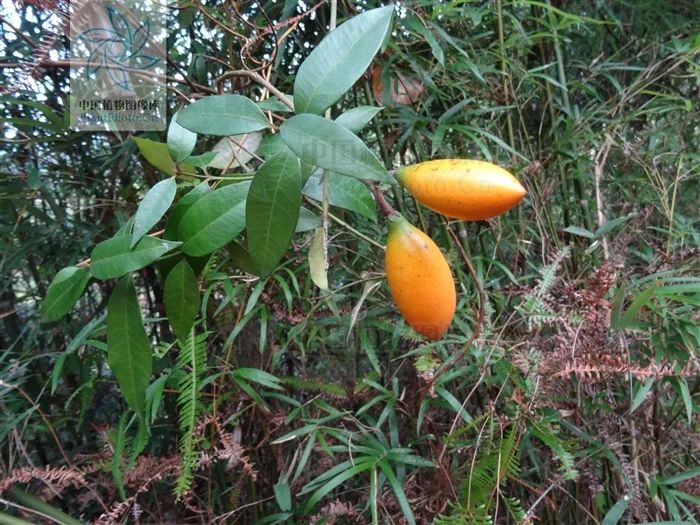 图片:孙观灵 / ppbc把山橙切开,看到的不是柑橘类的果瓣,而是包裹着