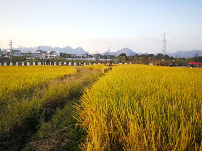 上山遗址考古公园里种植的稻子。新华每日电讯记者李牧鸣摄